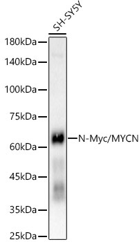 N-Myc/MYCN Rabbit Monoclonal Antibody