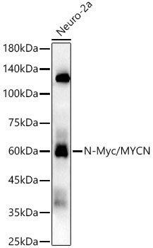 N-Myc/MYCN Rabbit Monoclonal Antibody