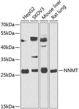 NNMT Rabbit Polyclonal Antibody