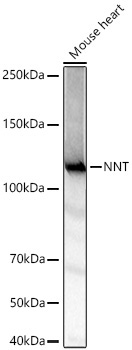 NNT Rabbit Polyclonal Antibody