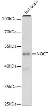 NOCT Rabbit Polyclonal Antibody