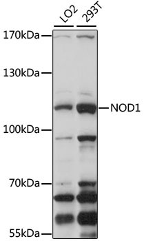 NOD1 Rabbit Polyclonal Antibody