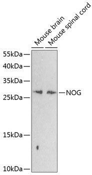 NOG Rabbit Polyclonal Antibody