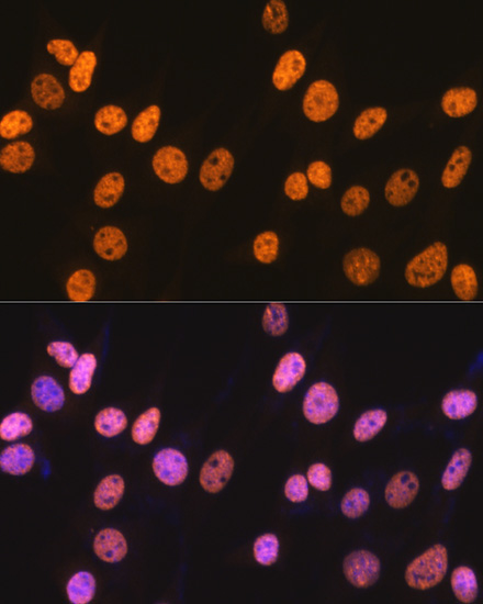 NONO/p54nrb Rabbit Monoclonal Antibody - Image 10