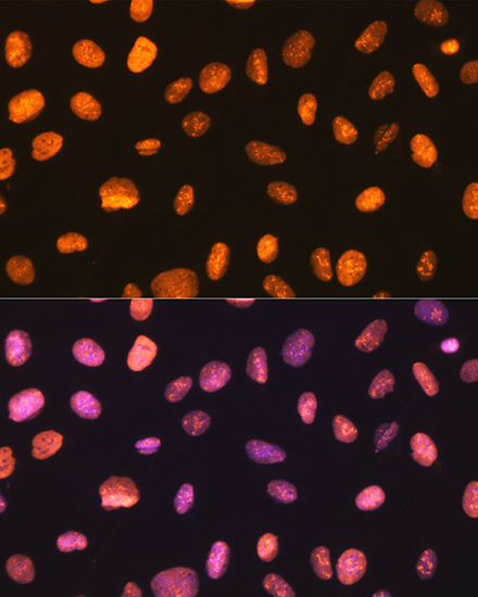 NONO/p54nrb Rabbit Monoclonal Antibody - Image 11