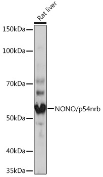 NONO/p54nrb Rabbit Monoclonal Antibody - Image 2