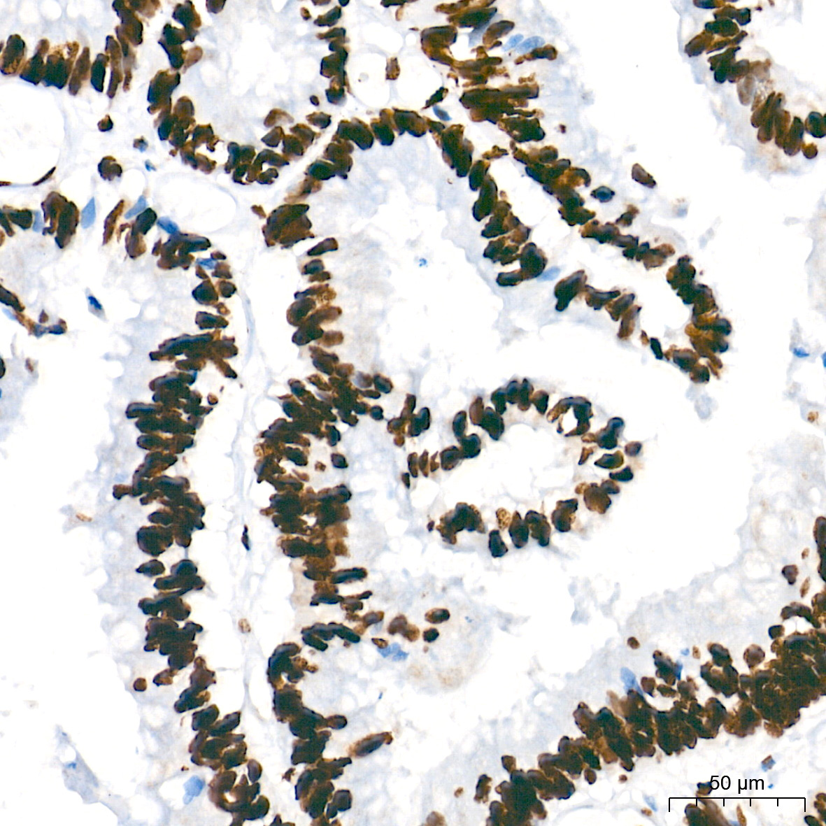 NONO/p54nrb Rabbit Monoclonal Antibody - Image 3