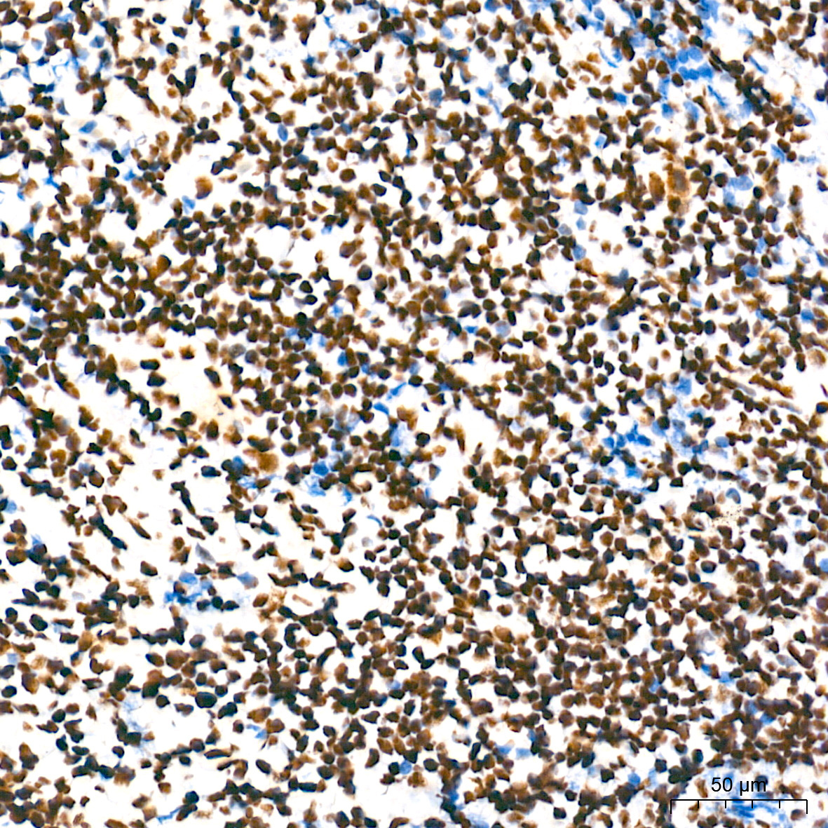 NONO/p54nrb Rabbit Monoclonal Antibody - Image 4