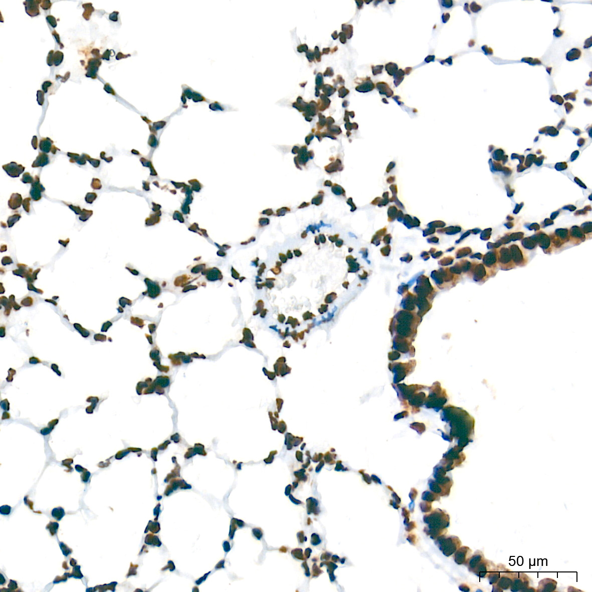 NONO/p54nrb Rabbit Monoclonal Antibody - Image 5