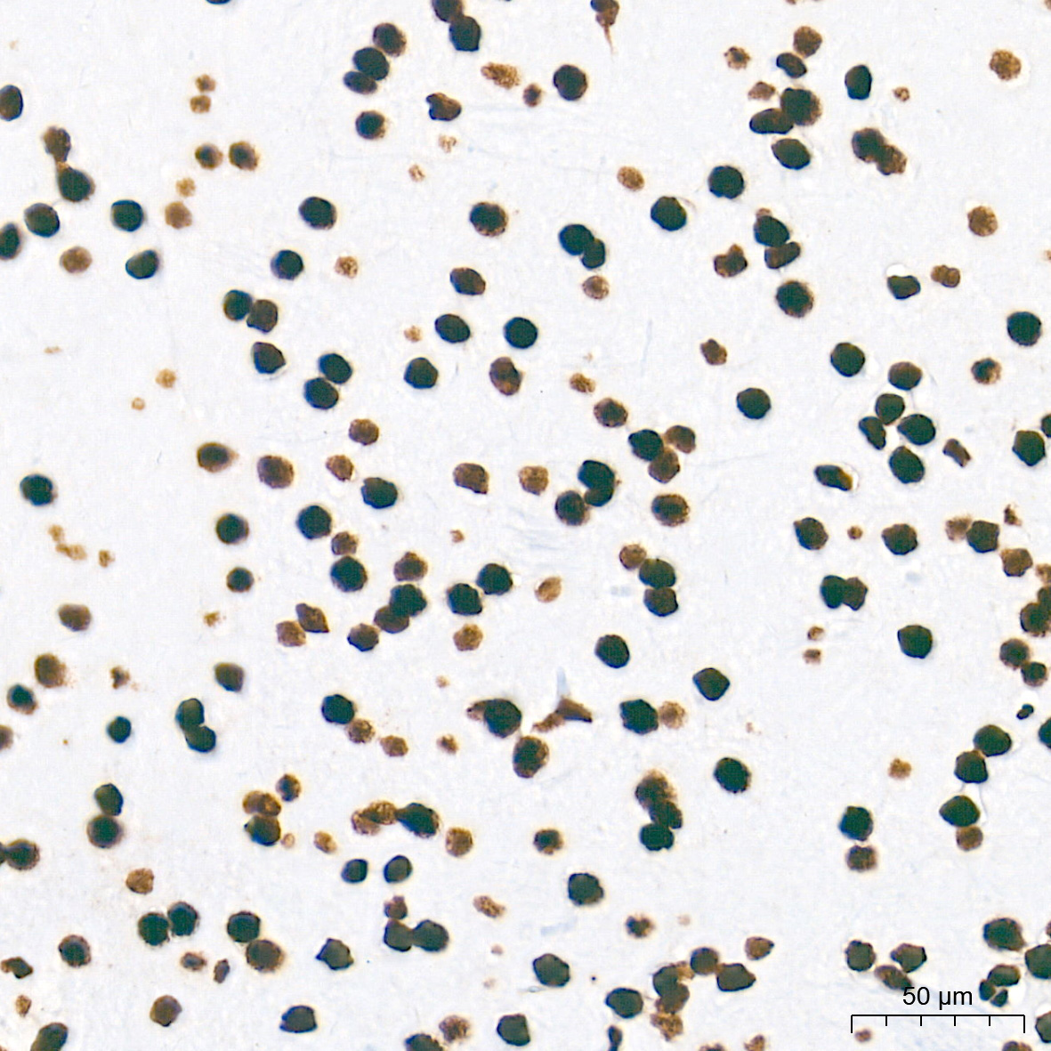 NONO/p54nrb Rabbit Monoclonal Antibody - Image 7