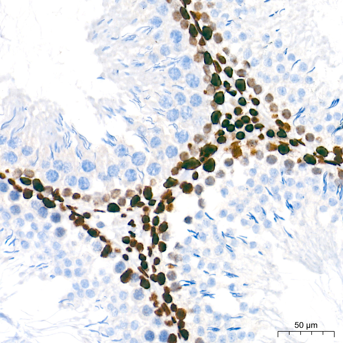 NONO/p54nrb Rabbit Monoclonal Antibody - Image 8