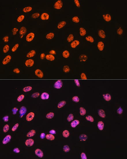 NONO/p54nrb Rabbit Monoclonal Antibody - Image 9