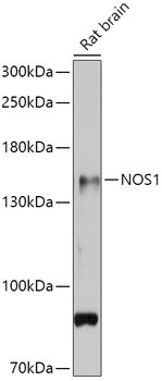 NOS1 Rabbit Polyclonal Antibody