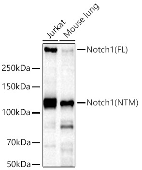 Notch1 Rabbit Monoclonal Antibody