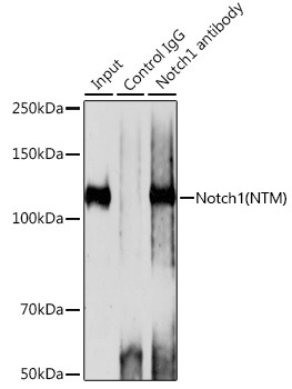Notch1 Rabbit Monoclonal Antibody - Image 2