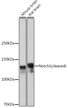 Notch1 Rabbit Polyclonal Antibody