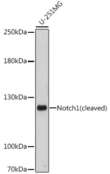 Notch1 Rabbit Polyclonal Antibody