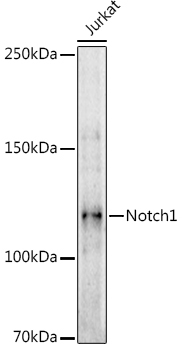 Notch1 Rabbit Polyclonal Antibody