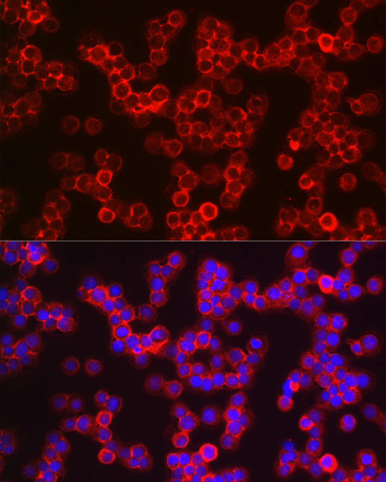 Notch1 Rabbit Polyclonal Antibody