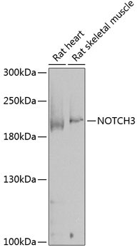 NOTCH3 Rabbit Polyclonal Antibody
