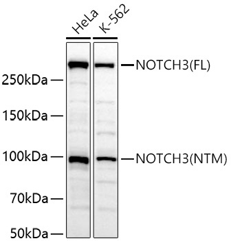 NOTCH3 Rabbit Polyclonal Antibody