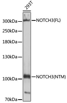 NOTCH3 Rabbit Polyclonal Antibody