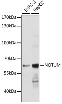 NOTUM Rabbit Polyclonal Antibody