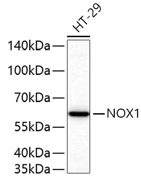 NOX1 Rabbit Polyclonal Antibody