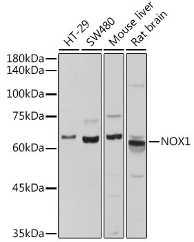 NOX1 Rabbit Polyclonal Antibody