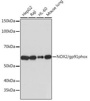 NOX2/gp91phox Rabbit Monoclonal Antibody