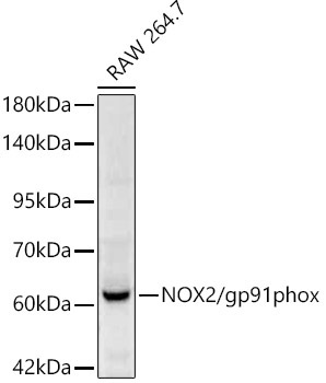 NOX2/gp91phox Rabbit Polyclonal Antibody