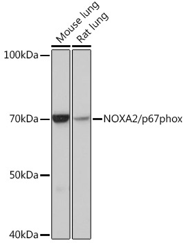 NOXA2/p67phox Rabbit Monoclonal Antibody