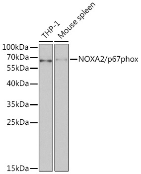 NOXA2/p67phox Rabbit Polyclonal Antibody
