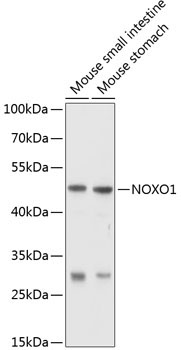 NOXO1 Rabbit Polyclonal Antibody