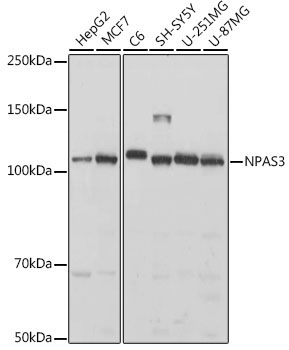 NPAS3 Rabbit Polyclonal Antibody