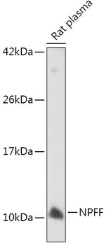 NPFF Rabbit Polyclonal Antibody