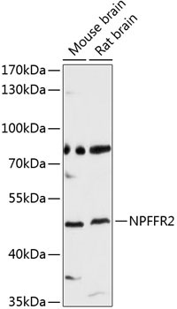 NPFFR2 Rabbit Polyclonal Antibody