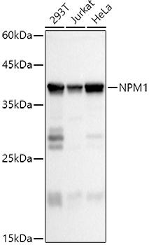 NPM1 Rabbit Polyclonal Antibody