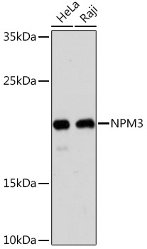NPM3 Rabbit Polyclonal Antibody