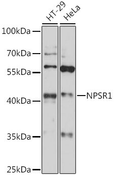 NPSR1 Rabbit Polyclonal Antibody