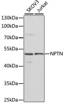 NPTN Rabbit Polyclonal Antibody