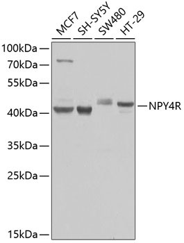 NPY4R Rabbit Polyclonal Antibody