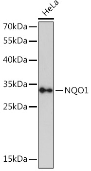 NQO1 Rabbit Polyclonal Antibody