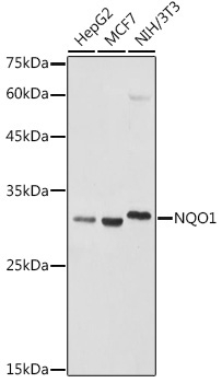 NQO1 Rabbit Polyclonal Antibody
