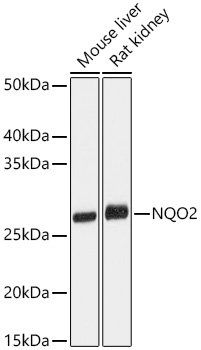 NQO2 Rabbit Monoclonal Antibody