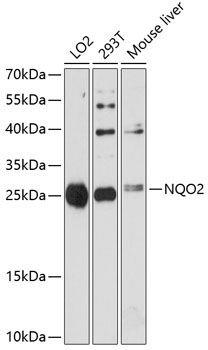 NQO2 Rabbit Polyclonal Antibody