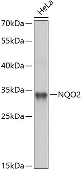 NQO2 Rabbit Polyclonal Antibody