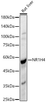 NR1H4 Rabbit Polyclonal Antibody
