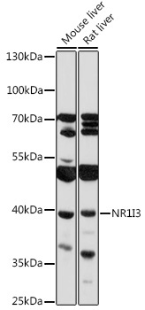 NR1I3 Rabbit Polyclonal Antibody