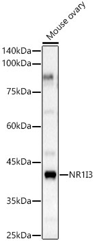 NR1I3 Rabbit Polyclonal Antibody